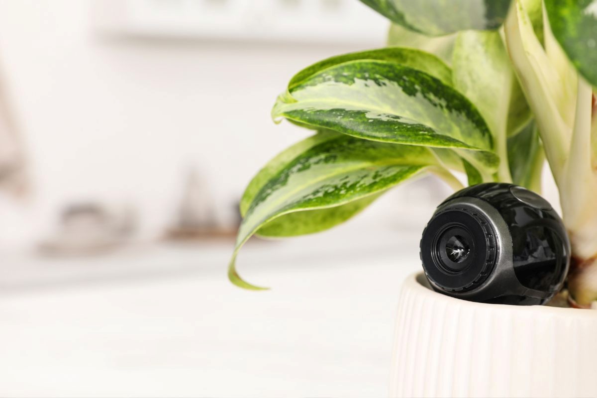Hidden Camera Hidden Camera
